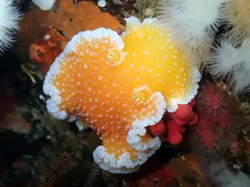 Orange Peel Nudibranch