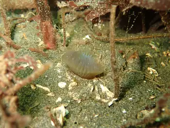 Slime Tube Feather Duster Worm