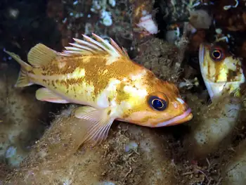 Copper Rockfish