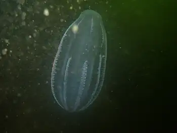 Comb Jelly