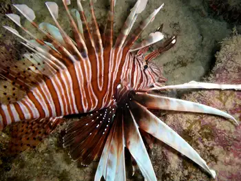 Lionfish