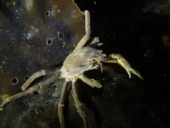 Southern Kelp Crab