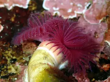Red Trumpet Calcareous Tube Worm