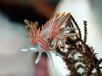 Opalescent Nudibranch