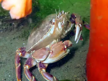 Dungeness Crab