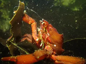 Northern Kelp Crab