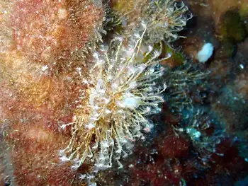 ectopleura integra hydroid