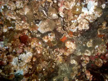 Common Acorn Barnacles