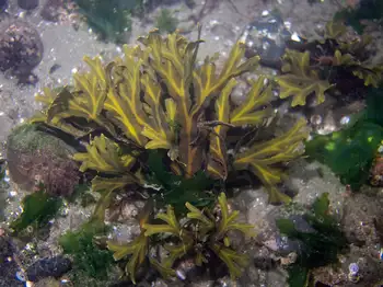 rockweed