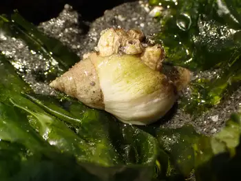Snail