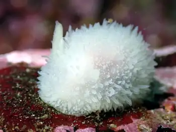 Pilose Dorid