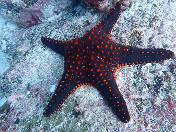 Panamic Cushion Star