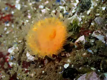 Orange Cup Coral