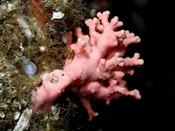 Pink Hydrocoral