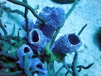 Azure Vase Sponge