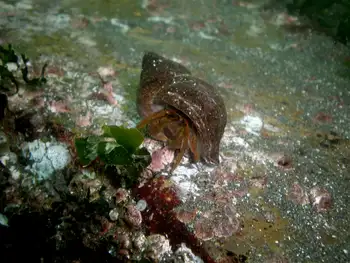 Grainyhand Hermit Crab