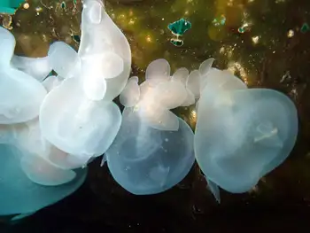 Hooded Nudibranchs