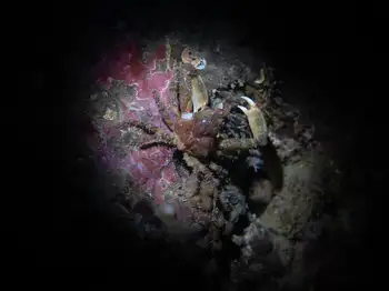 Moss Crab