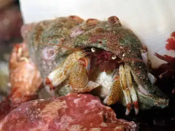 Bering Hermit Crab