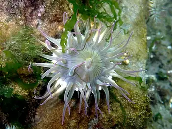 Pink Tipped Anemone