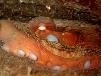 Giant Pacific Octopus
