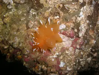Golden Dirona Nudibranch