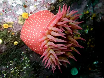 White Spotted Rose Anemone