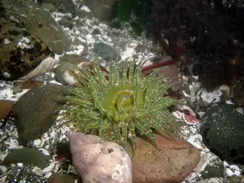 Moonglow Anemone