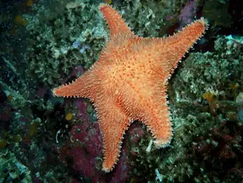 Spiny Red Star