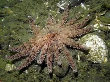 Sunflower Star