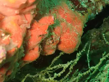 Sponge