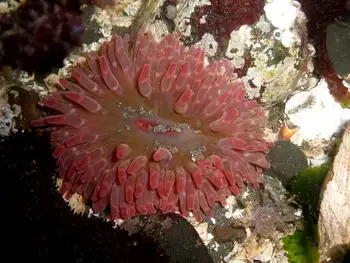 Stubby Rose Anemone