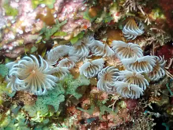 Worms