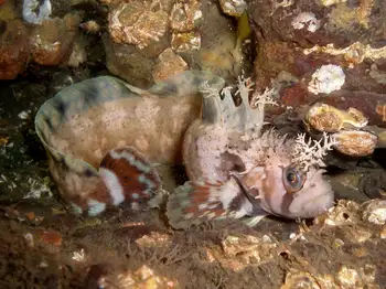 Decorated War Bonnet