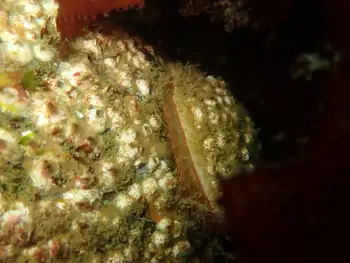 Limpet
