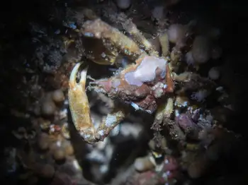 moss crab