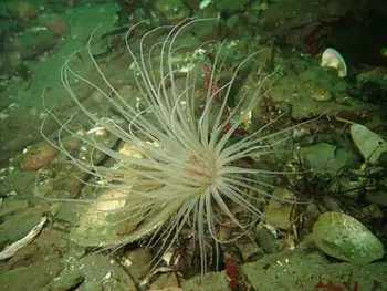 Tube Dwelling Anemone