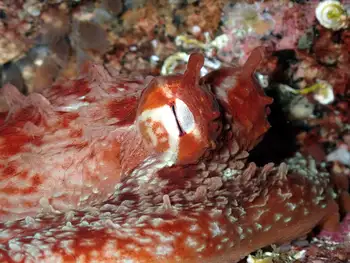 Giant Pacific Octopus