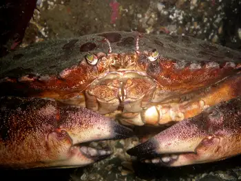 Red Rock Crab