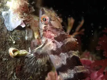Painted Greenling