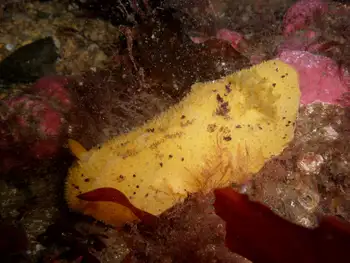 Monterey Sea Lemon