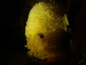 Monterey Sea Lemon