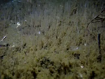 Worms