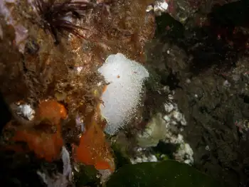Nanaimo Nudibranch