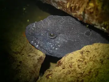 wolf eel