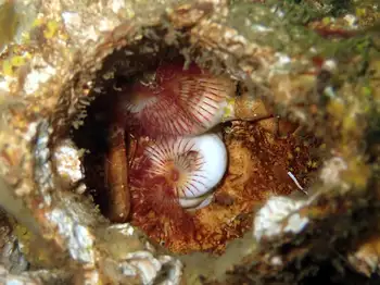 Red Trumpet Calcareous Tube Worm