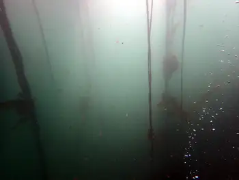 Bull Kelp