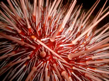 Red Sea Urchin