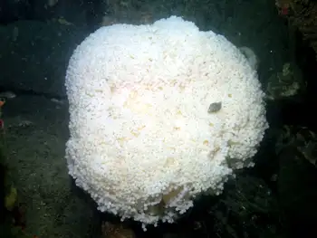 Eggs Lingcod