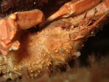 Longhorn Decorator Crab